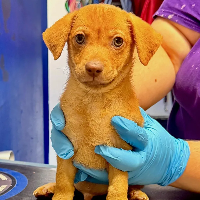 A baby small-sized male Brown / Chocolate Terrier dog named Kiwi for adoption in Wahiawa, HI