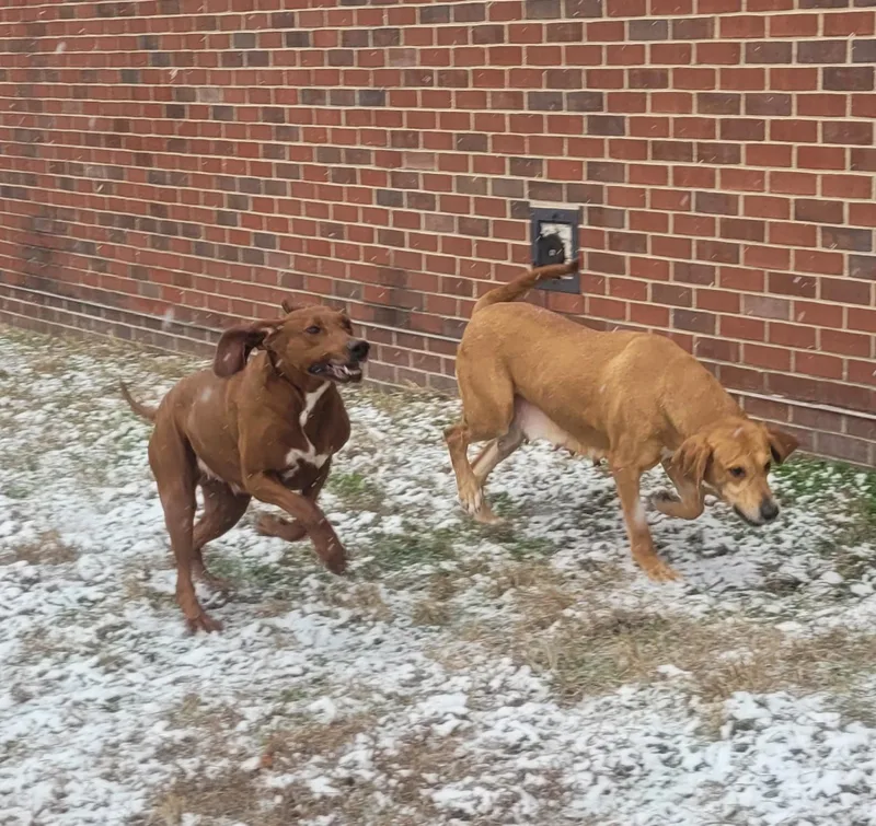 Buttercup thumbnail 2