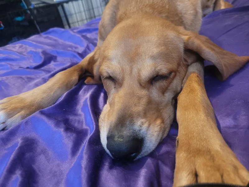 Buttercup thumbnail 3