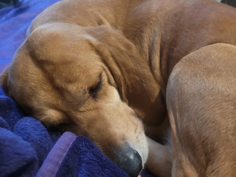 Buttercup thumbnail 4