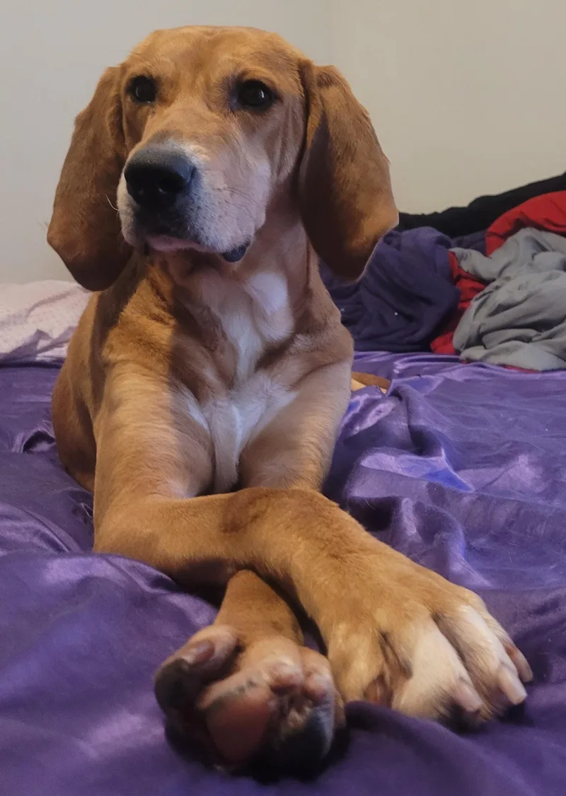 Buttercup thumbnail 5