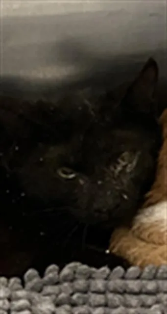 A young large-sized male Domestic Short Hair cat named Smoke for adoption in Dallas, TX