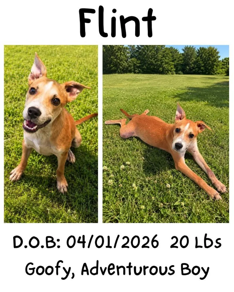 A baby small-sized male Terrier dog named Flint for adoption in Albany, GA