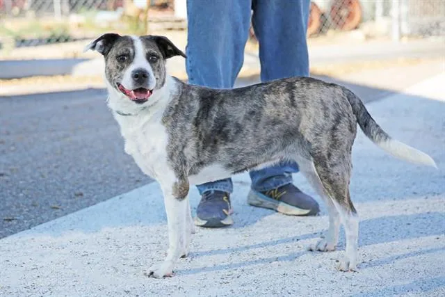 An adult medium-sized female Pit Bull Terrier dog named Abagail for adoption in Albuquerque, NM
