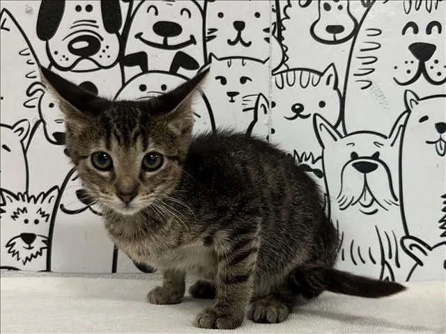 A baby small-sized female Domestic Short Hair cat named Pepper for adoption in San Pedro, CA