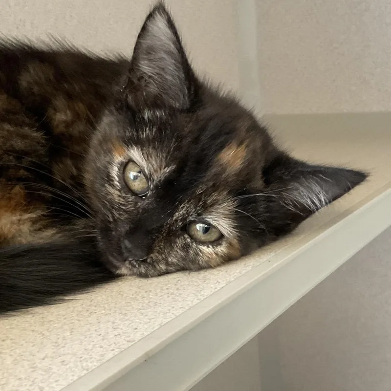A baby small-sized female Tortoiseshell Domestic Short Hair cat named Coraline for adoption in Redwood City, CA