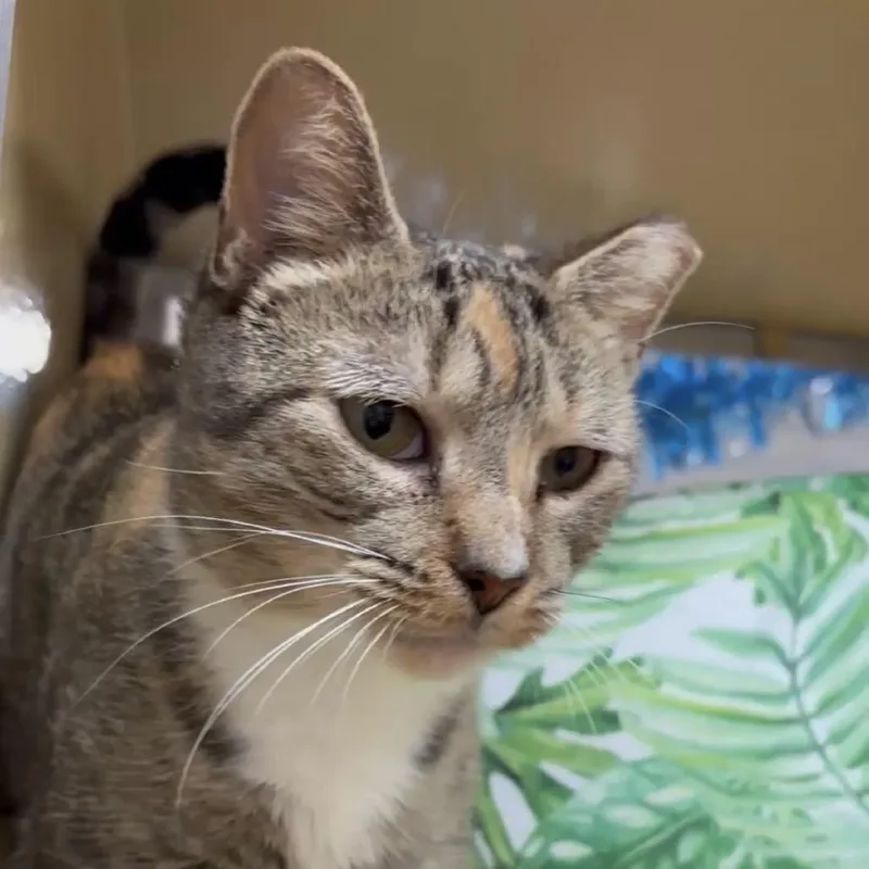 An adult medium-sized female Calico American Shorthair cat named Cammie for adoption in Oceanside, NY