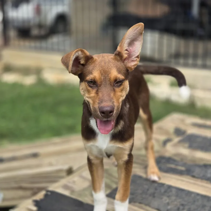 A baby large-sized female Red / Chestnut / Orange Shepherd dog named Echo for adoption in Mansfield, TX