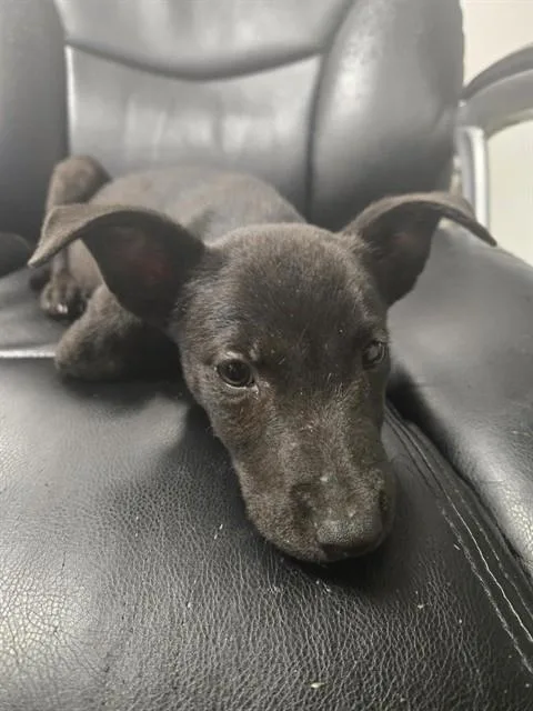 A baby small-sized female Labrador Retriever dog named Nubia for adoption in Corpus Christi, TX