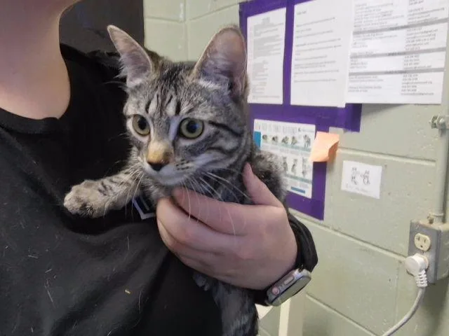 A baby small-sized male Domestic Short Hair cat named Gerald for adoption in Tulsa, OK