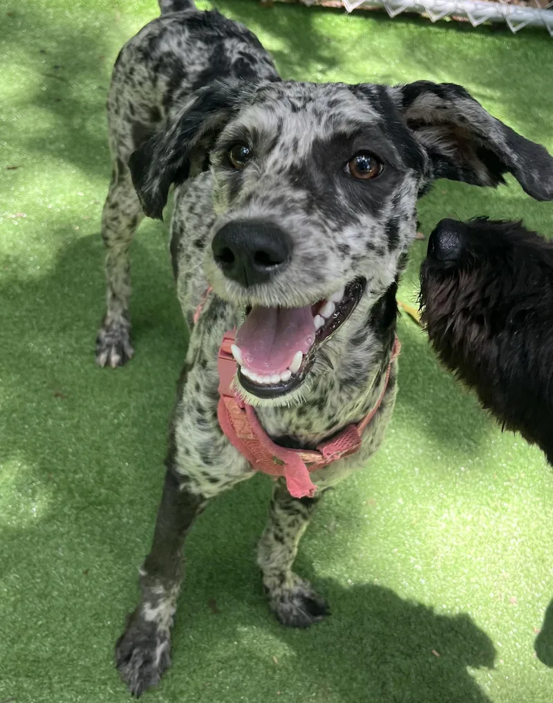 A baby medium-sized female Merle (Blue) Aussiedoodle dog named Dotti for adoption in Gilbert, SC
