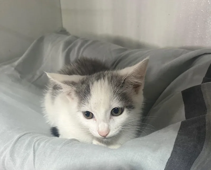 A baby small-sized female Domestic Short Hair cat named Caitlin Clark for adoption in Kell, IL
