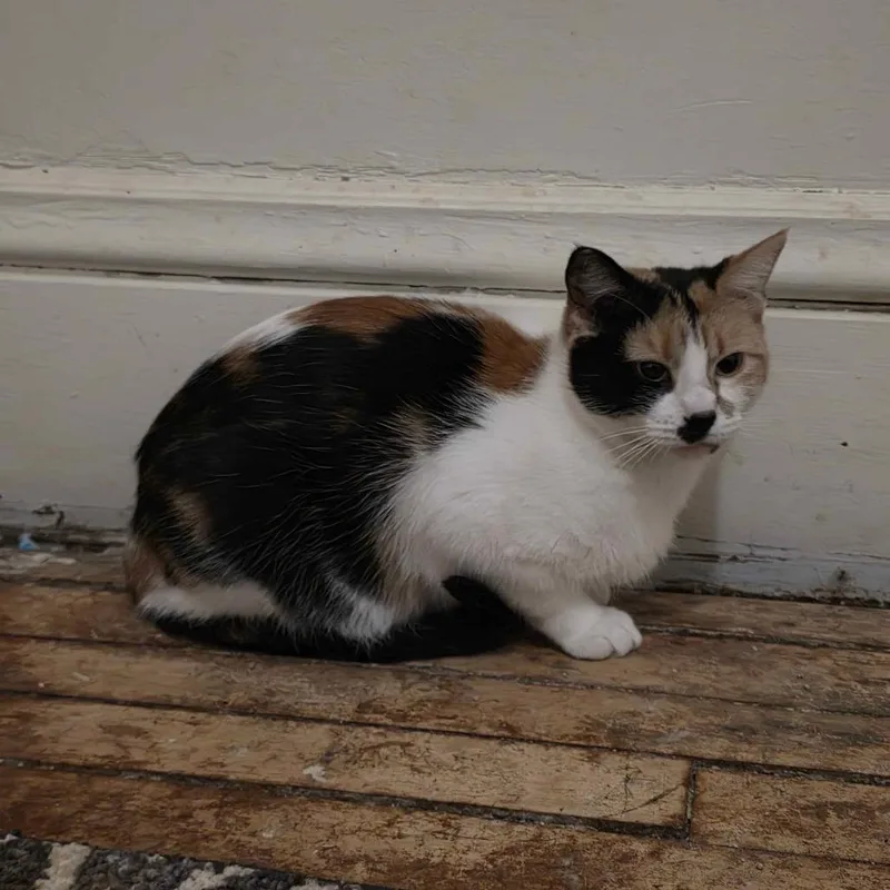 An adult medium-sized female Calico Domestic Short Hair cat named Mama for adoption in Inver Grove Heights, MN