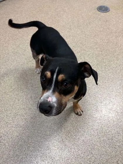 An adult large-sized male Black Mixed Breed dog named Bigby for adoption in Harbor Springs, MI