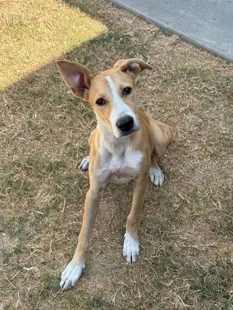 A young large-sized female Greyhound dog named Cupcake for adoption in Forney, TX