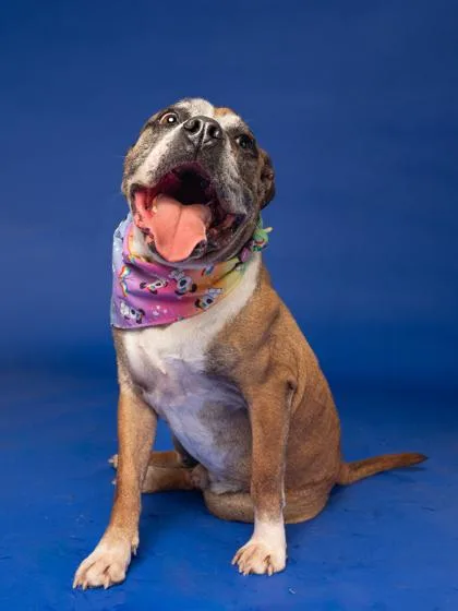 A senior large-sized male Boxer dog named Bocephus for adoption in Atlanta, GA