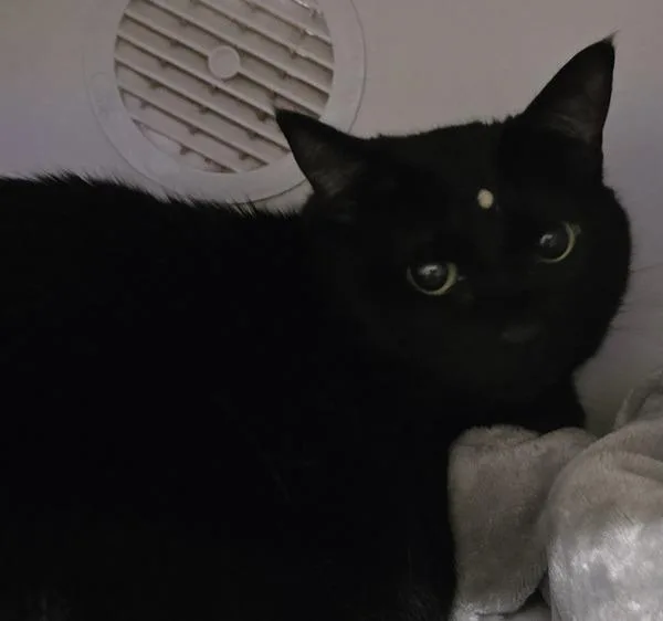 An adult medium-sized female Domestic Short Hair cat named Butter Beer for adoption in El Cajon, CA