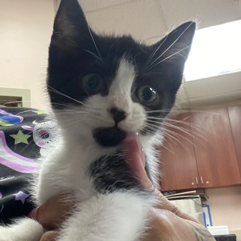 A baby small-sized male White Domestic Short Hair cat named Donald for adoption in Columbus, GA