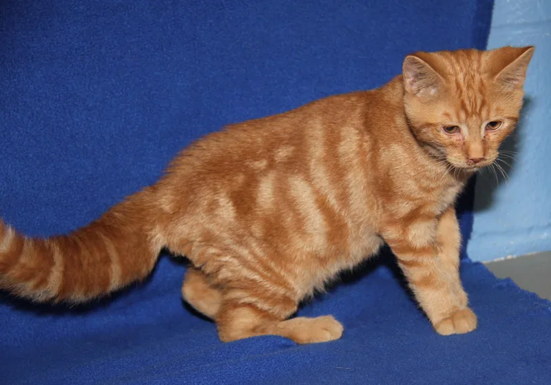 A baby medium-sized male Tabby (Orange / Red) Tabby cat named Marlin for adoption in Marietta, OH