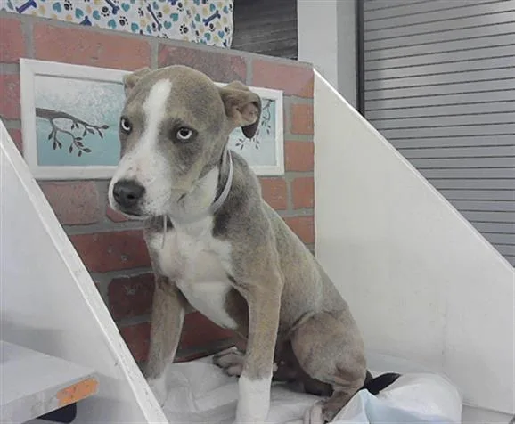 A baby small-sized male Staffordshire Bull Terrier dog named Santino for adoption in Houston, TX