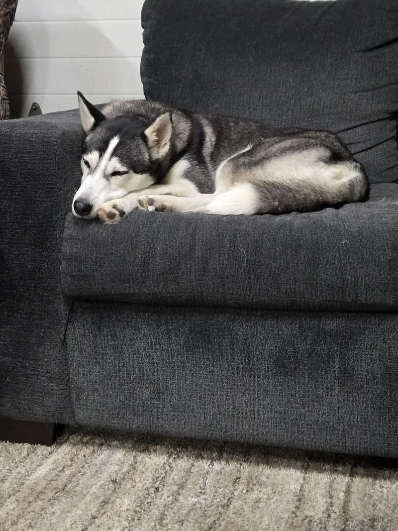 An adult medium-sized female Black Siberian Husky dog named Xena for adoption in La Motte, IA