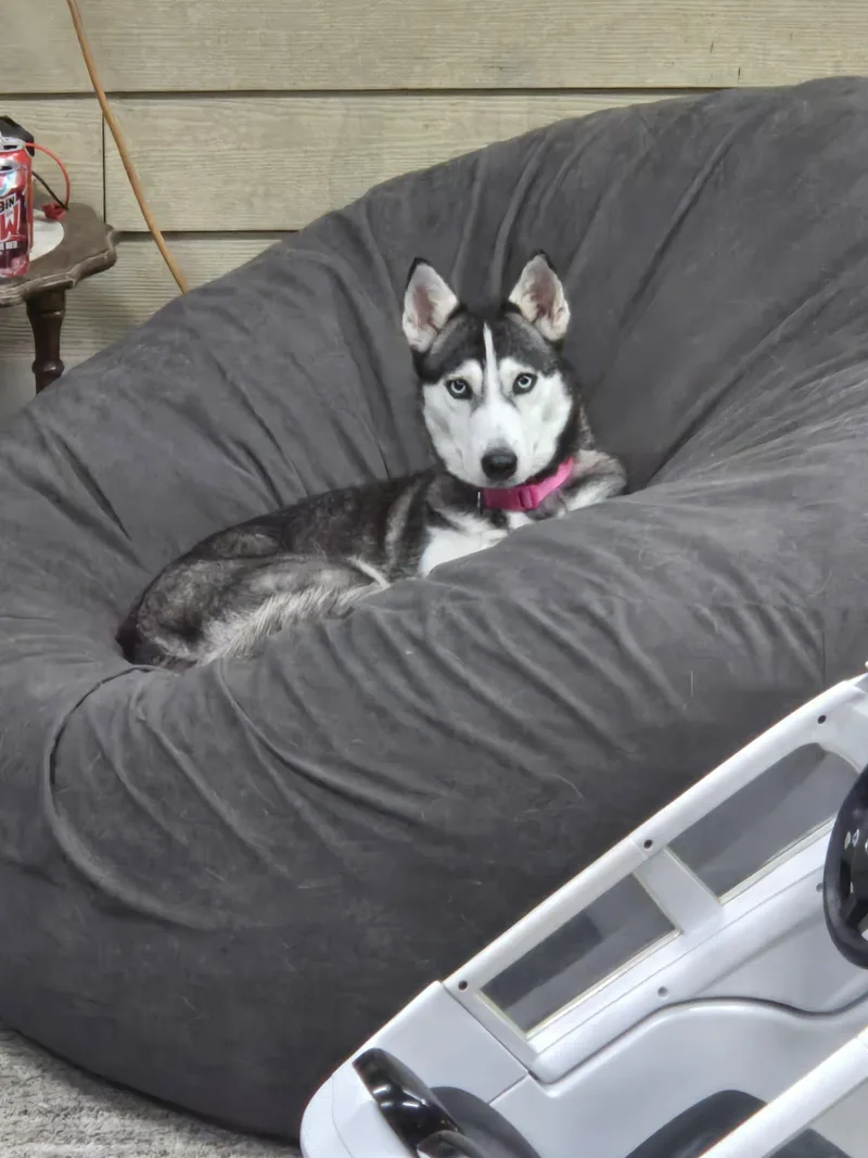 Xena thumbnail 2