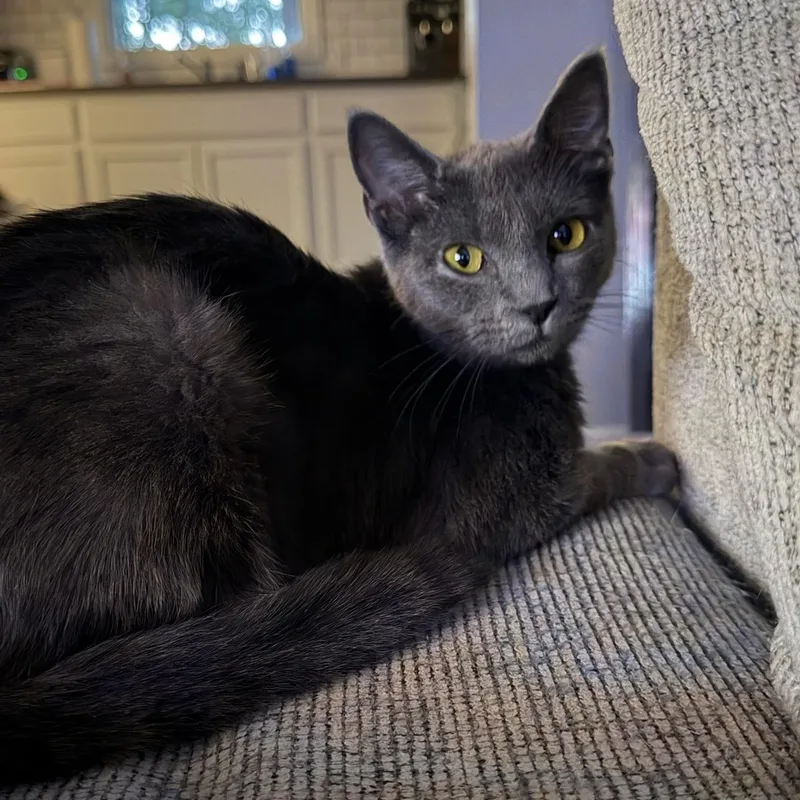 A young medium-sized female Gray / Blue / Silver Domestic Short Hair cat named Jojo Marie for adoption in Hartville, OH