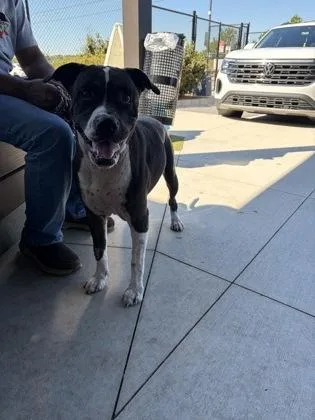 An adult large-sized female Mixed Breed dog named Peppermint Patty for adoption in Atlanta, GA