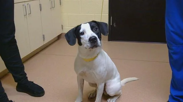 A young medium-sized male Labrador Retriever dog named Marco for adoption in Cookeville, TN