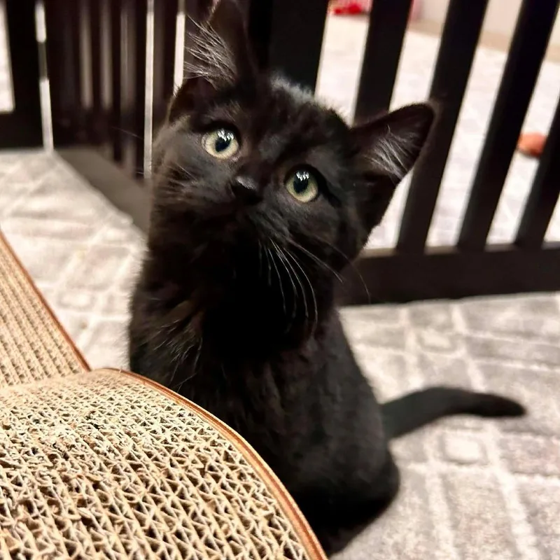 A young small-sized female Black Domestic Short Hair cat named Regina George Rasmussen for adoption in Eagle Mountain, UT