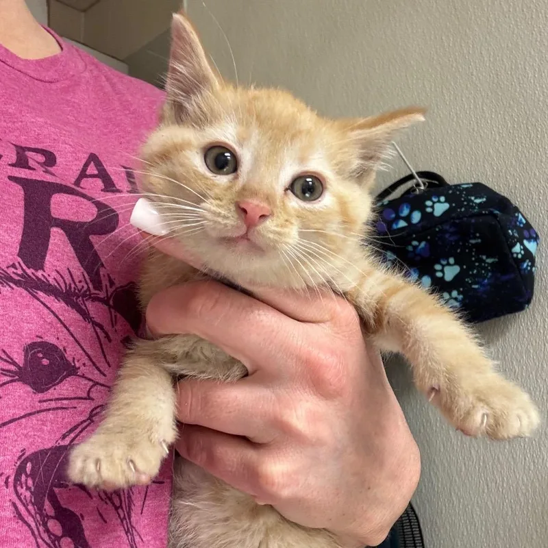 A baby small-sized male Orange / Red Domestic Short Hair cat named Woody for adoption in Pekin, IL