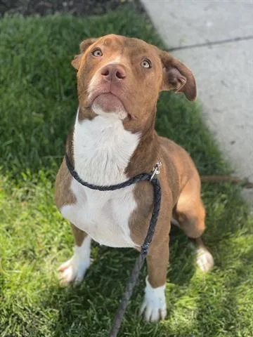 Boop