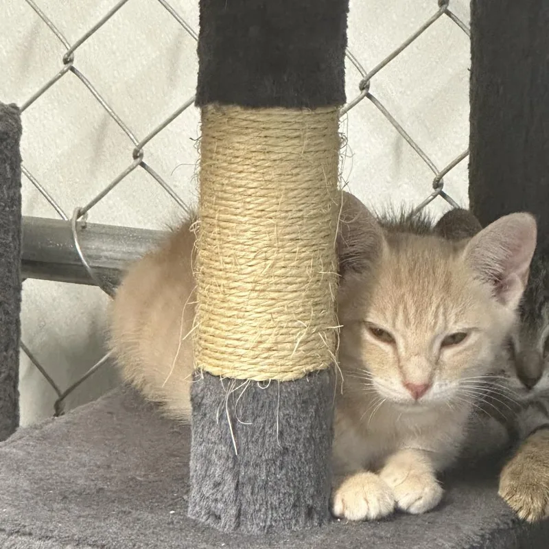 A baby small-sized male Orange / Red Domestic Short Hair cat named Duncan for adoption in Opelika, AL