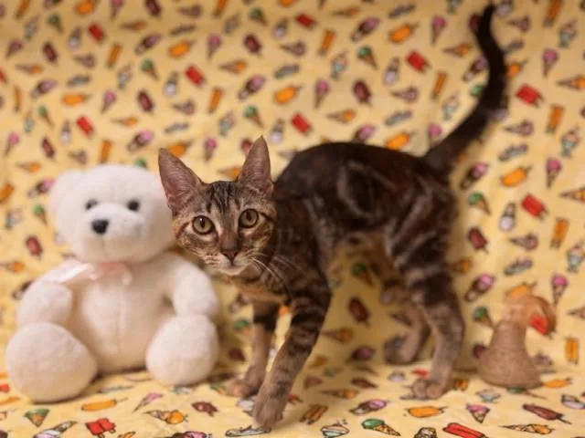 A young small-sized female Domestic Short Hair cat named Meadow for adoption in Fairfield, CA