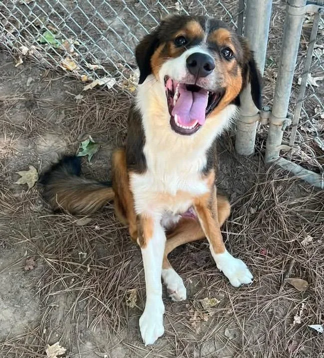 A young large-sized male Border Collie dog named Baxter for adoption in Little Rock, AR