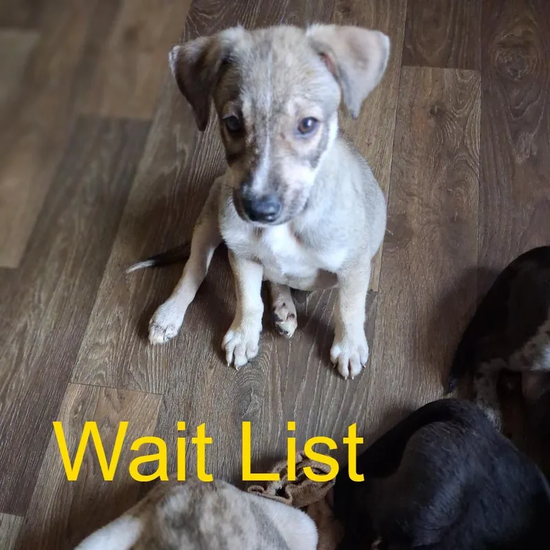A baby small-sized female Black Labrador Retriever dog named Frisky for adoption in Livingston, TX