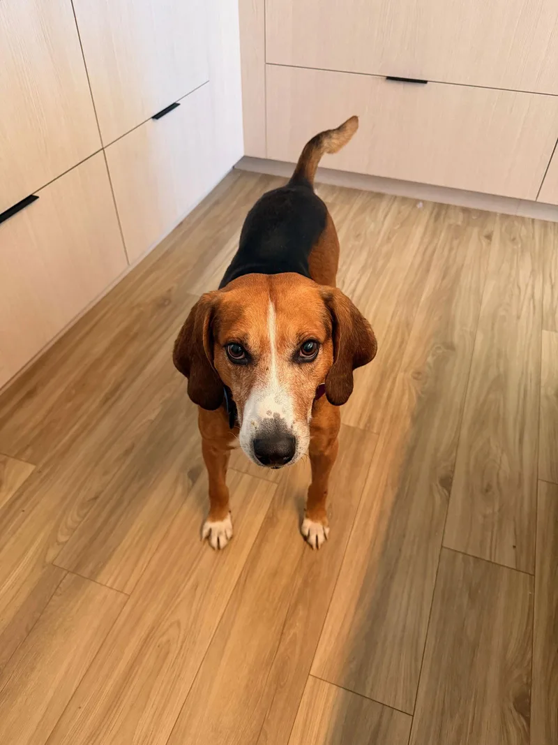 Sweetie Pie thumbnail 3