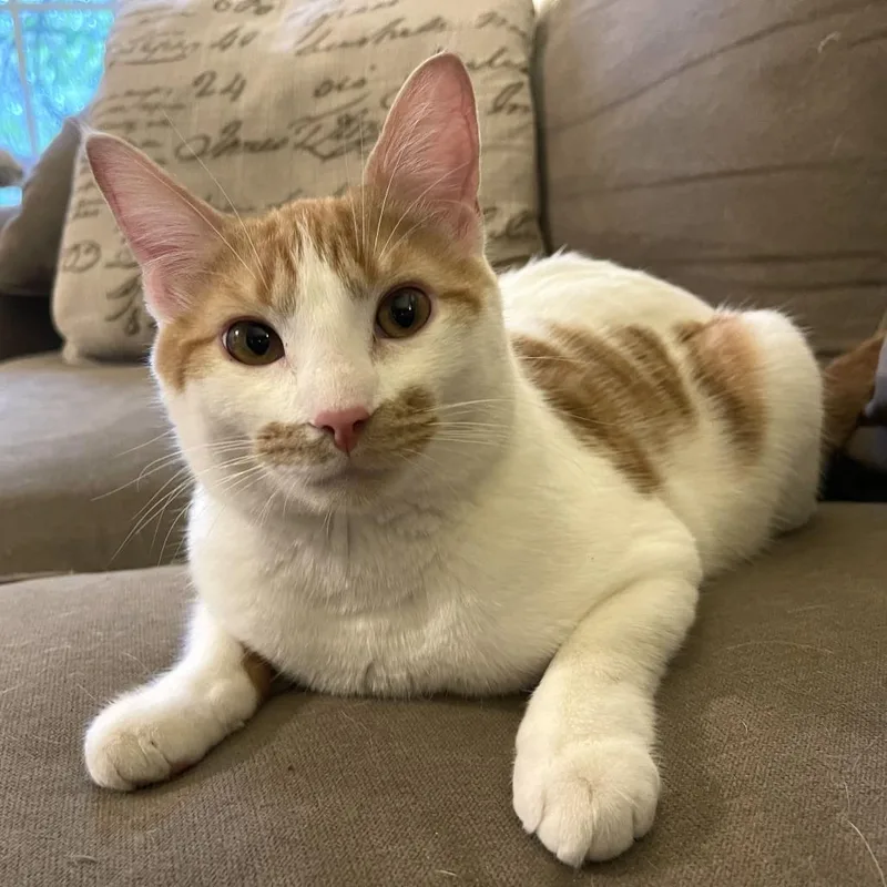 A young medium-sized male Orange / Red Domestic Short Hair cat named Que for adoption in Medina, OH