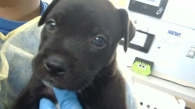 A baby medium-sized female Mixed Breed dog named Marina for adoption in Dallas, TX