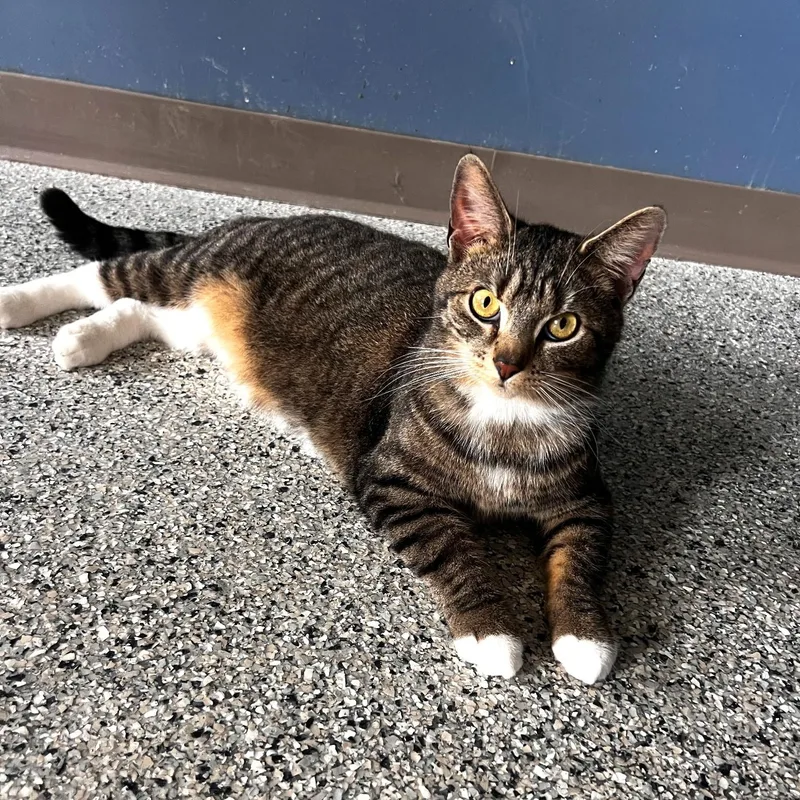 A young large-sized male Domestic Short Hair cat named Arnold for adoption in Wilmington, OH