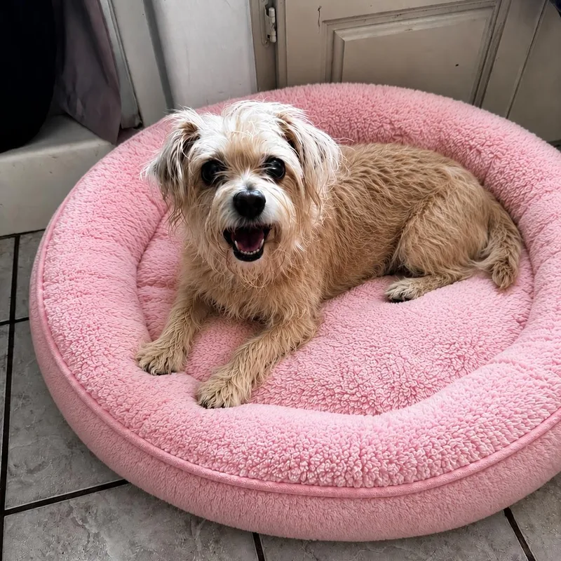 An adult small-sized female Cairn Terrier dog named Peony for adoption in Yukon, OK