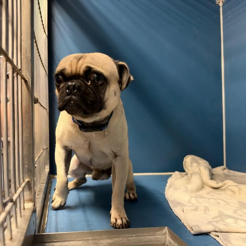 An adult small-sized male Yellow / Tan / Blond / Fawn Pug dog named Chester for adoption in Yuma, AZ