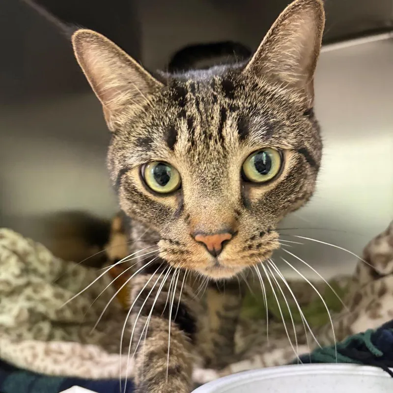 An adult large-sized male Domestic Short Hair cat named Oliver James Iii for adoption in Cumming, GA