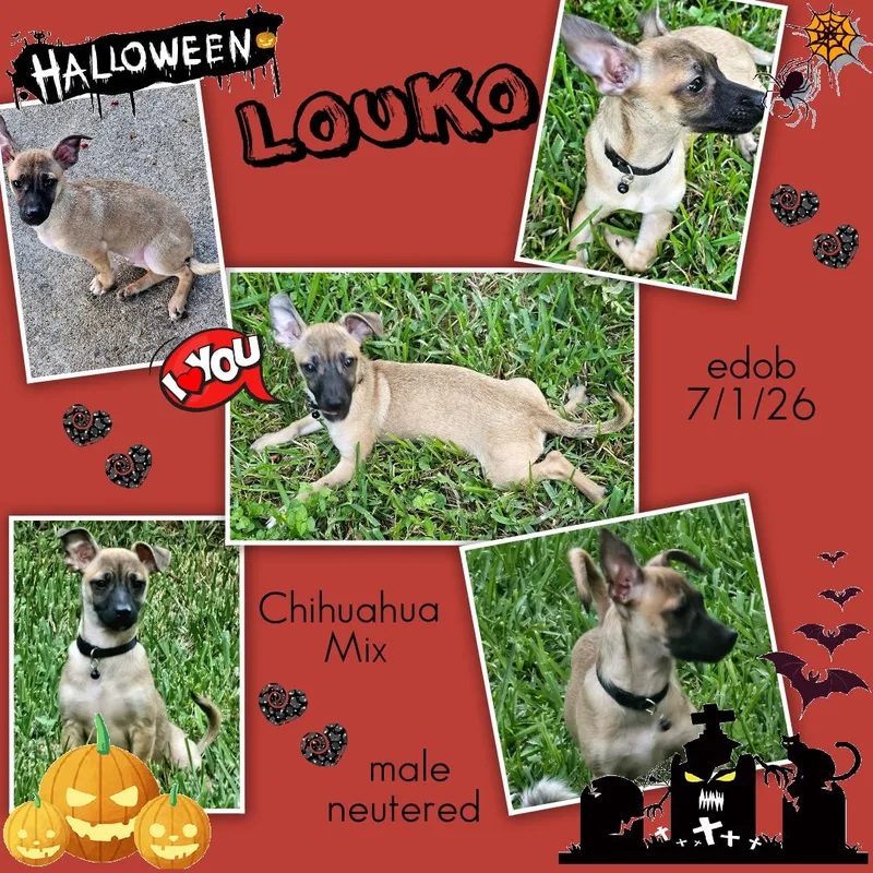 Louko MDT thumbnail 3