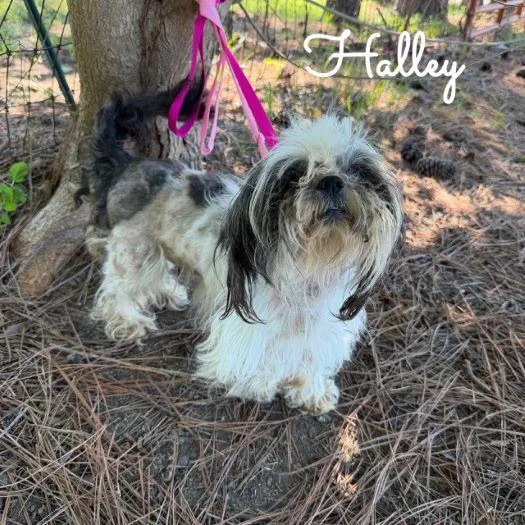 An adult small-sized female Gray / Blue / Silver Shih Tzu dog named Halley for adoption in Tulsa, OK