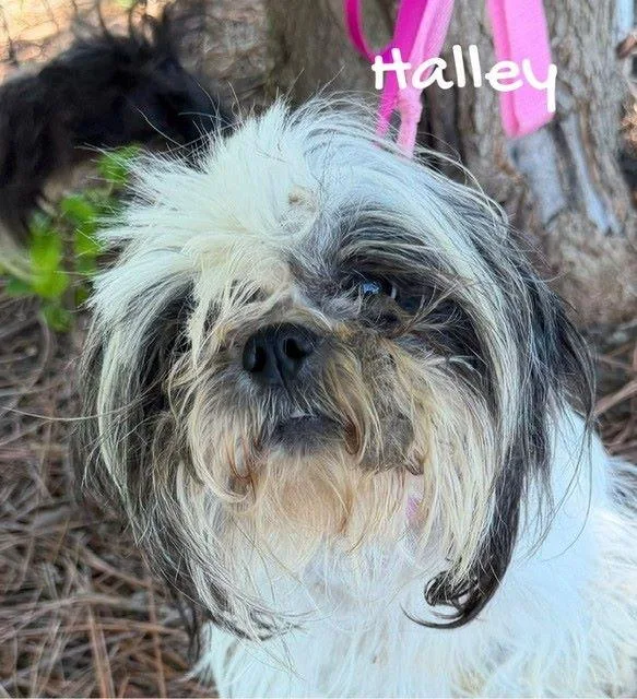 Halley thumbnail 2