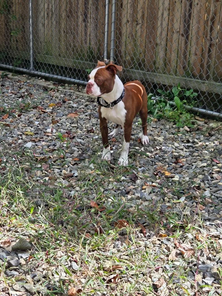 A baby small-sized male Boston Terrier dog named Bishop for adoption in Lunenburg, VT