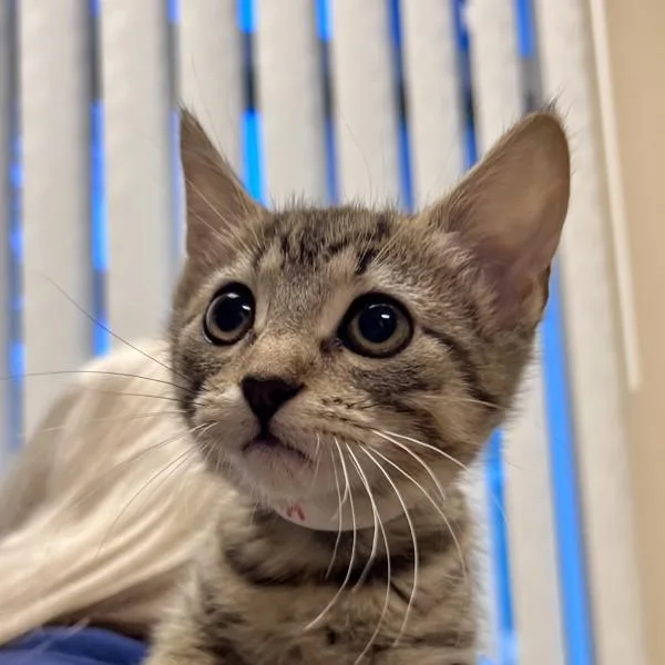 A baby small-sized female Domestic Short Hair cat named Elena for adoption in Walnut Creek, CA