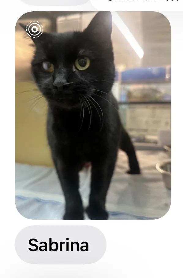 An adult medium-sized female Black Domestic Short Hair cat named Sabrina for adoption in Log Lane Village, CO