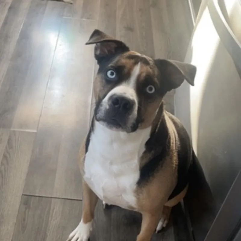 Obi Courtesy Listing thumbnail 2